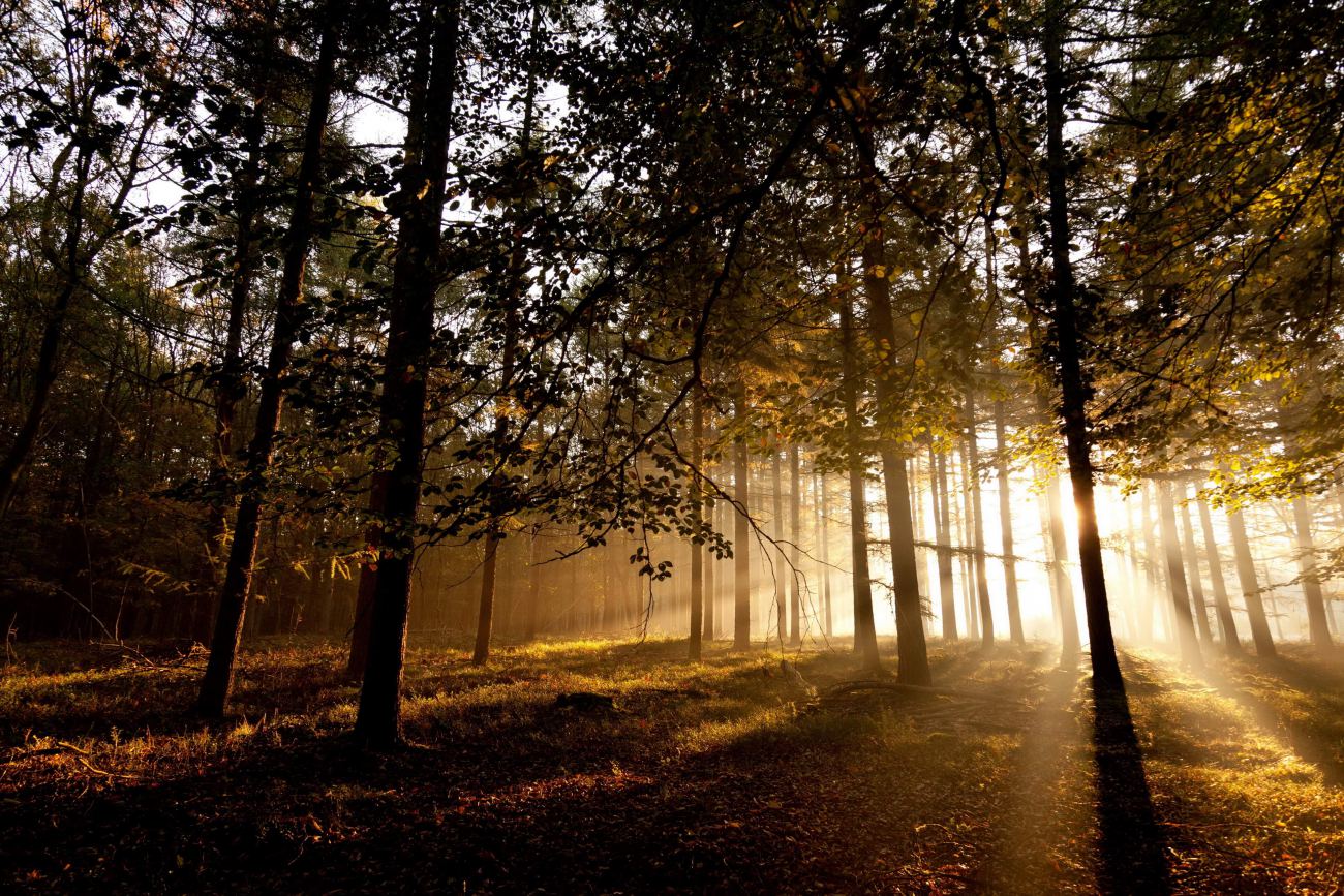 Forests Sunset Trees Sunlight Rays HD Wallpaper
