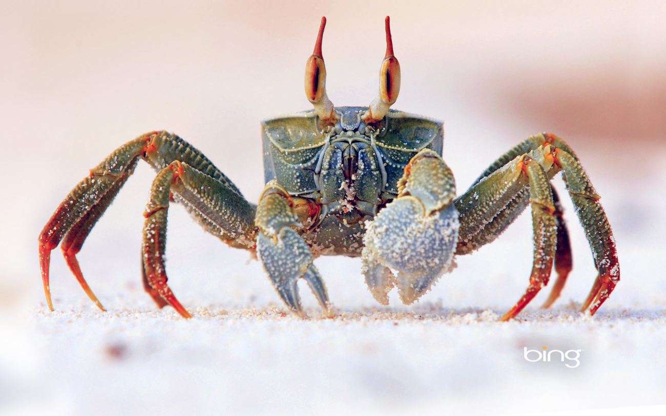 Bing Microsoft Crab Animal Ultra Hd Wallpaper