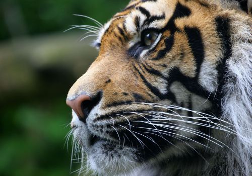 Glance Tigers Big Cats Whiskers Animals Wallpaper
