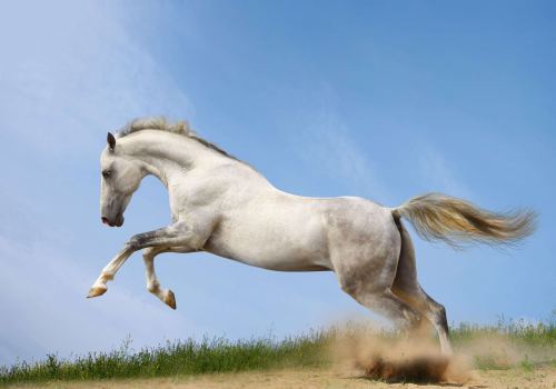 Running White Horses Animals Hd Wallpaper
