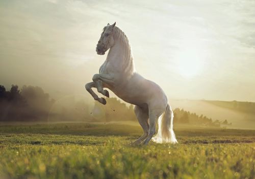 White Horse in Field Nature Hd Wallpaper